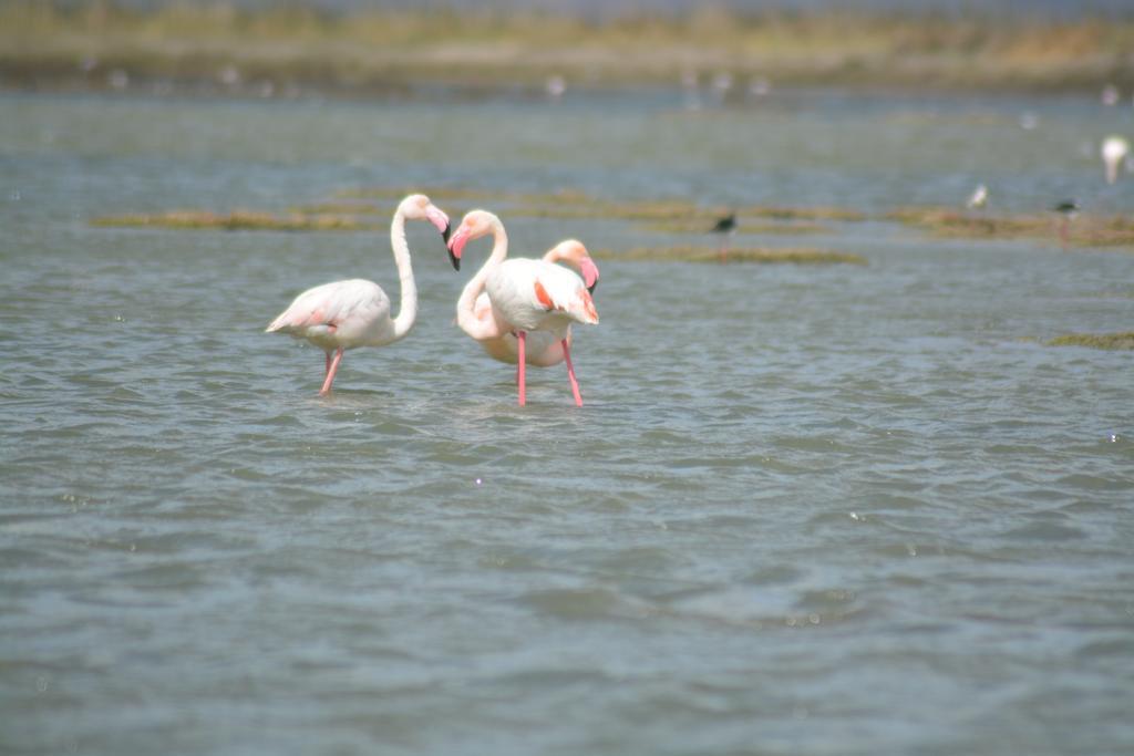 B&B Terre Del Sinis Cabras Ngoại thất bức ảnh